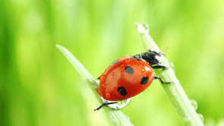 Biological pesticides are pesticides made from natural substances such as organisms, plants, bacteria, and minerals