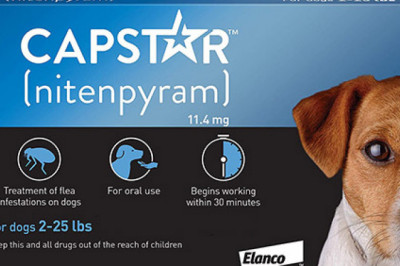 Effective Flea Treatment for Dogs &amp; Puppies | Buy Capstar NOW