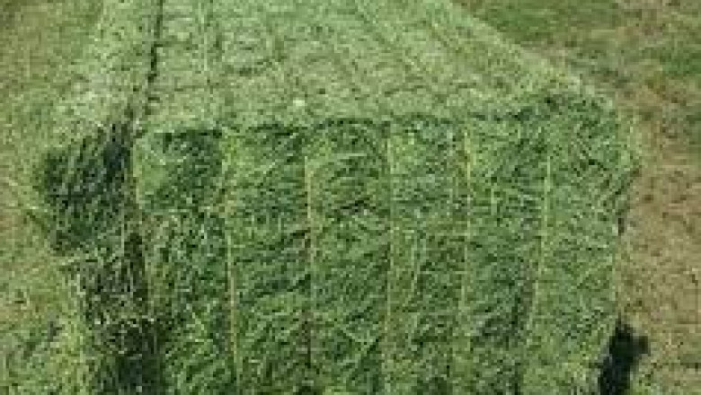 Global Alfalfa Hay Market Report, Latest Trends, Industry Opportunity &amp; Forecast to 2028