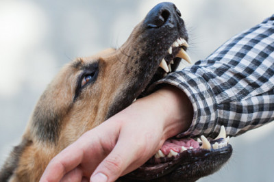 What to Do When a Dog Bites Your Child in New Jersey?