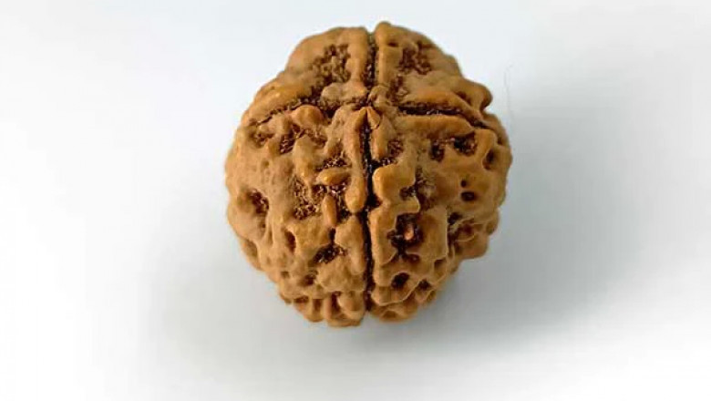 1-14 beads | Nepali rudraksha beads