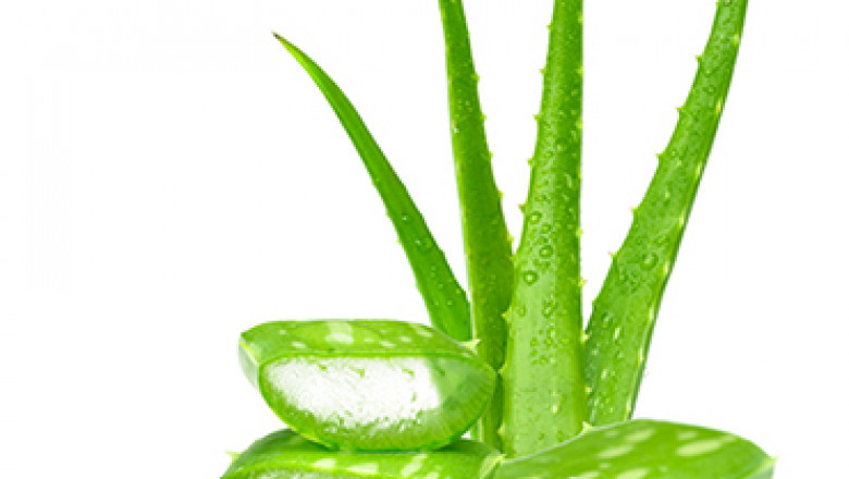 Aloe Extract Market Size, Share, Growth Opportunity & Global Forecast to 2028
