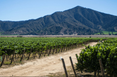 The Algerian Wine Industry &amp; Conquistador’s Impact on Wine in South America