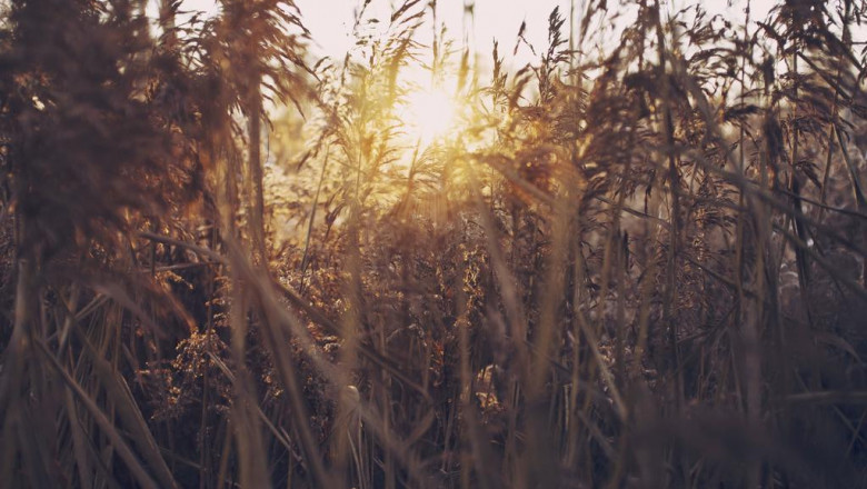 your dog doesnt like bathinggrooming