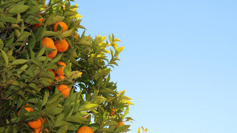 fruit arrangements gifts free distribution