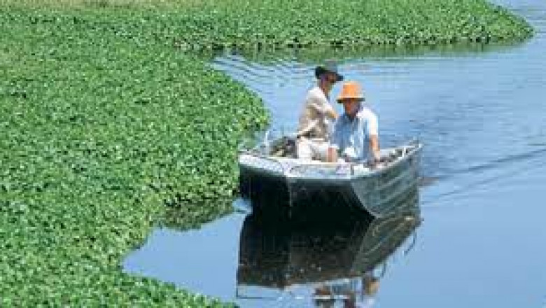 Report on Aquatic Herbicides Market Research 2028 - Value Market Research