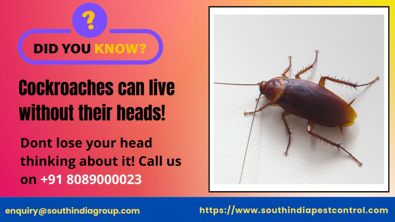 Cockroach Control in Goa