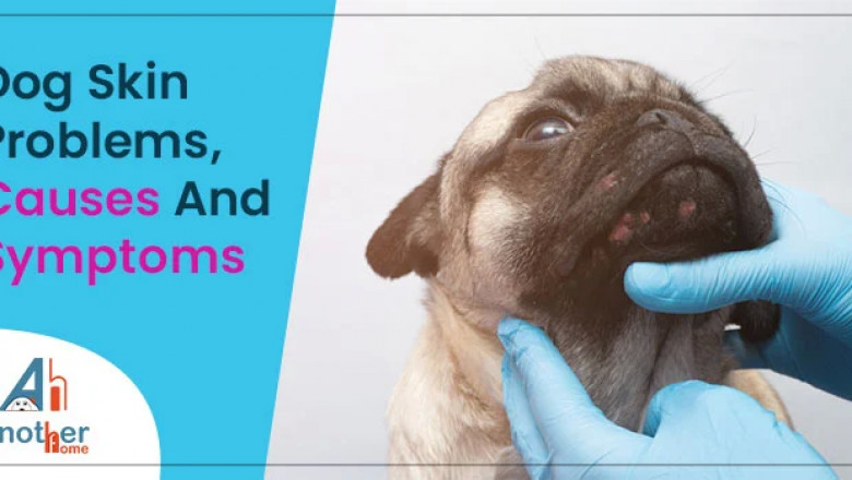 Dog Skin Problems, Causes And Symptoms - Another Home