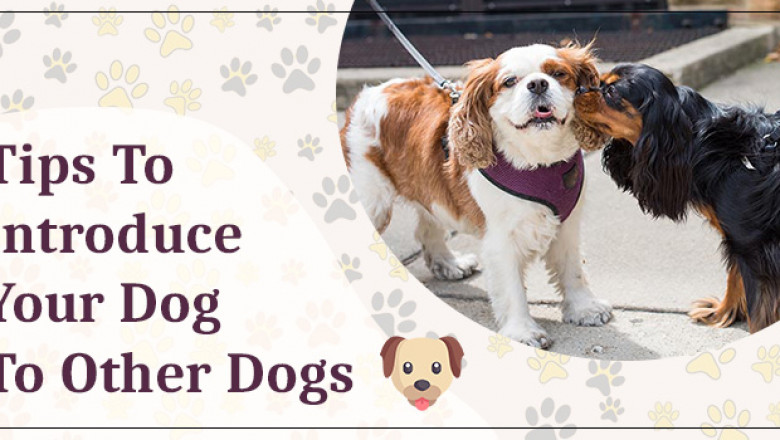 How To Introduce Your Dog To Other Dogs - Another Home