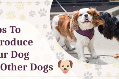 How To Introduce Your Dog To Other Dogs - Another Home