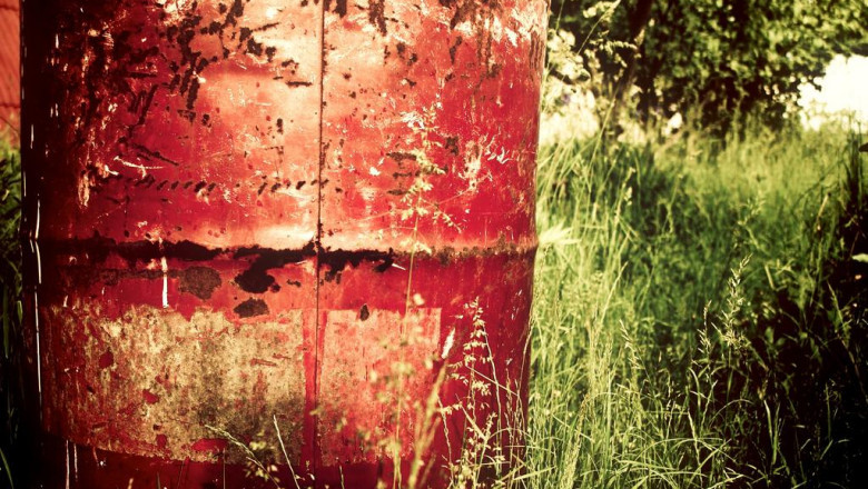 phthena phoremata braduna poll of the day