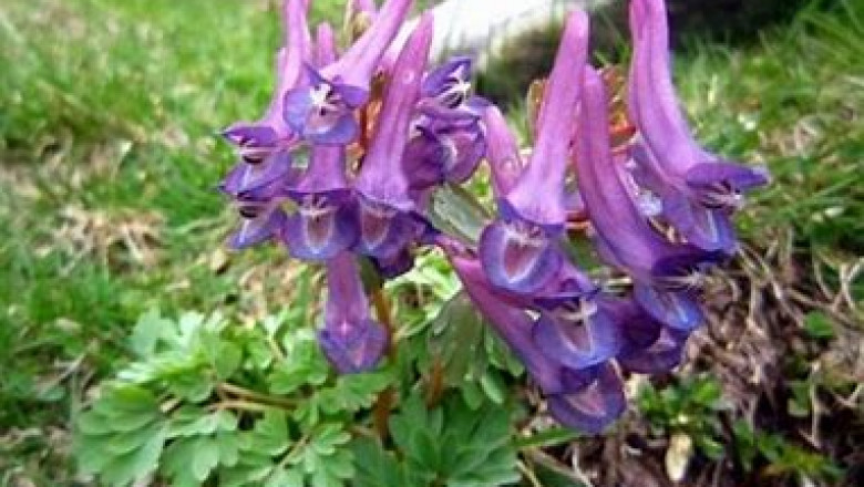 Refined Yanhusuo Painkiller Market Overview and Future Scope Upto 2028