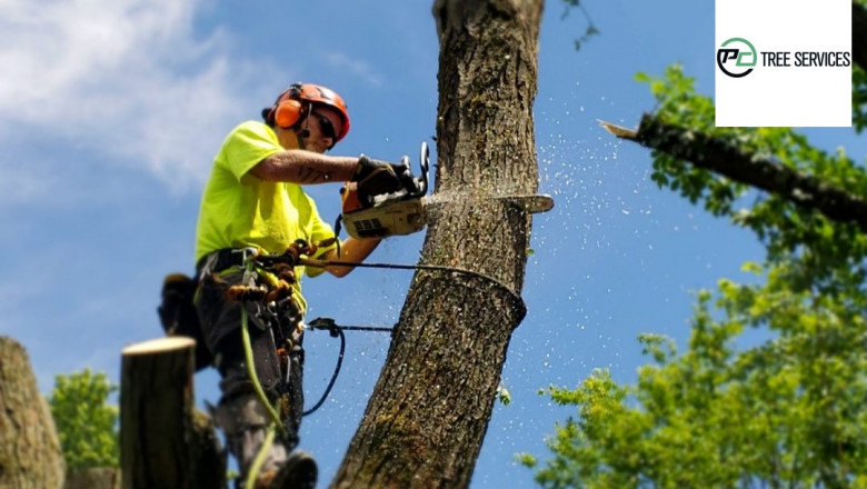 Tree Removal Melbourne