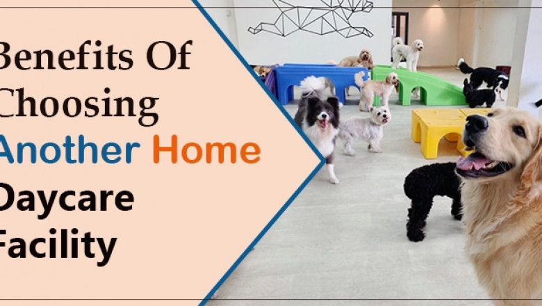 Why Choose Another Home For Dog Daycare Facility?