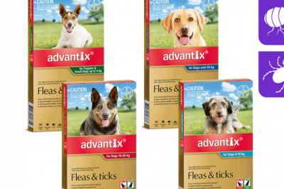 ADVANTIX for Dogs 6 Pipettes Flea and Tick Prevention