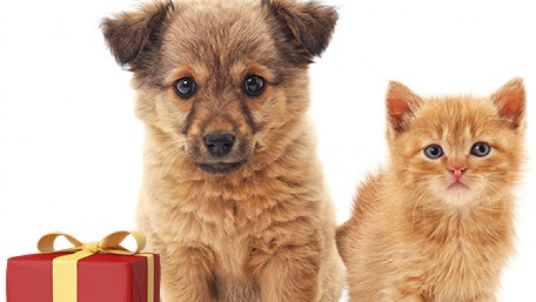 Buy Puppy Products Online: For Your adorable ones!