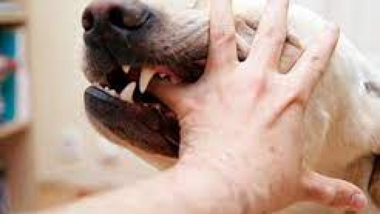 How Our Murrieta Dog Bite Lawyer Can Help You Get the Compensation You Deserve