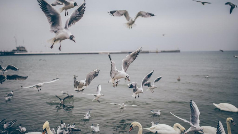 multifuel outdoor pizza oven buy pizza oven outdoor