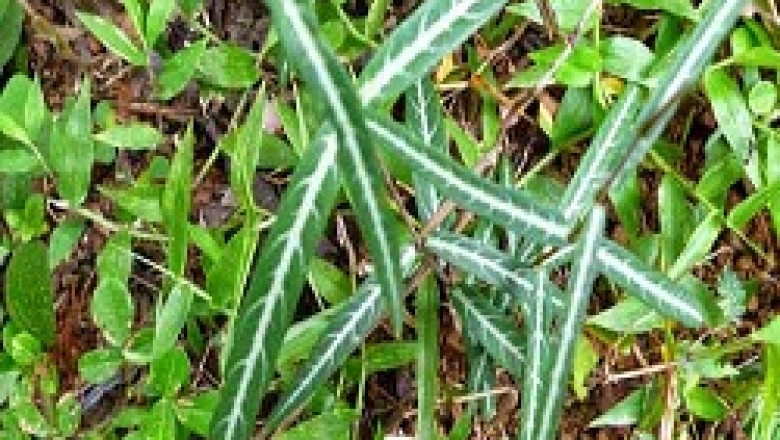 Organic Anantmool Herb Supplier (Hemidesmus Indicus Herb)