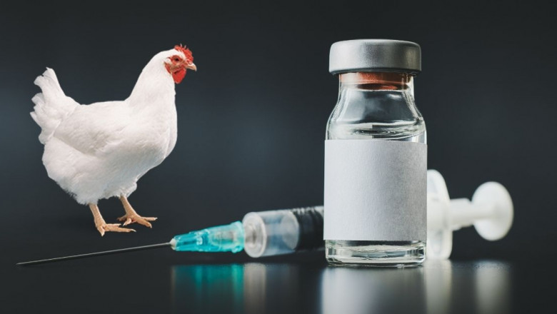 Poultry Vaccines Market Size, Share, Growth and Global Industry Report [2029]