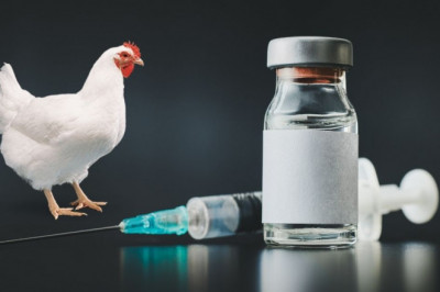 Poultry Vaccines Market Size, Share, Growth and Global Industry Report [2029]