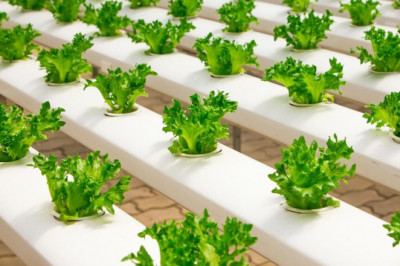The Hydroponics Method Of Growing Plants Substitutes Dirt With Minerals Around The Roots