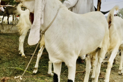 Bakra for Sale in Karachi 2022 | Bakra Mandi | Qurbani Bakra