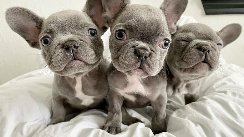 french bulldog puppies for sale near me