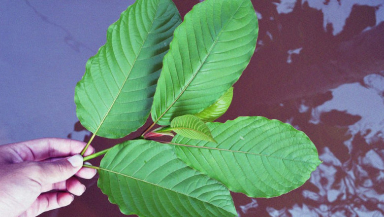 Maeng Da Kratom Types, Benefits and Side Effects