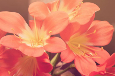 7 robust advantages of using a document administration procedure dms