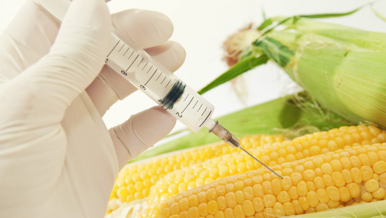 Crops derived from modern biotechnology; Genetically Modified Crops