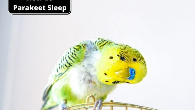 How Do Parakeet Sleep