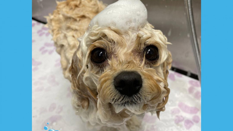 Top Mobile Pet Grooming Services in Toronto, Canada