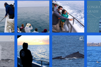 Whale watching tours in San Diego to watch and experience their life