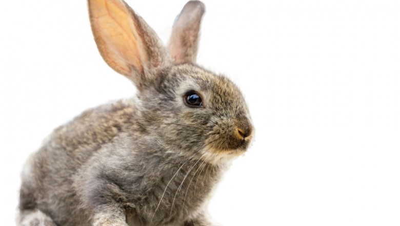 Kids And Pets: From Cereals to Kids to Timothy Hay for The Bunny– The Complete Guide