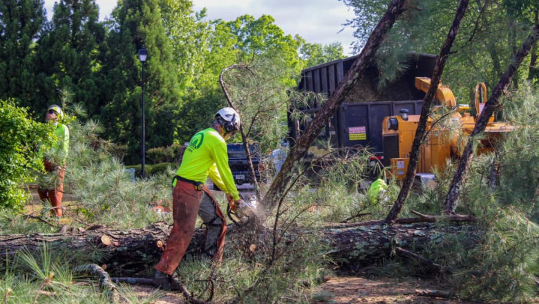 Top Four Reasons to Depend On AKA Tree Service