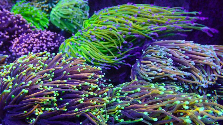 Crucial Questions to Ask Before You Decide to Grow SPS Corals.