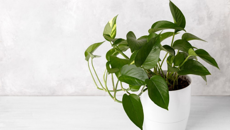 Ficus Lyrata- is the best choice when it comes to a house plant