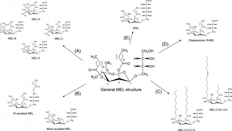 A Mannosylerythritol Lipid Coating Can Increase Nanoparticle Solubility And Cytotoxicity