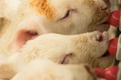 Feeding Lambs Milk Replacer Market 2022 Trends, Share & Forecast Report to 2028