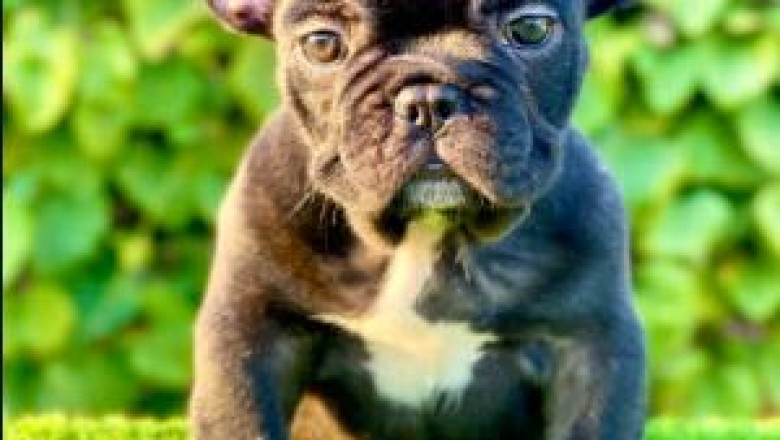 The best fruits you should give to your French Bulldog