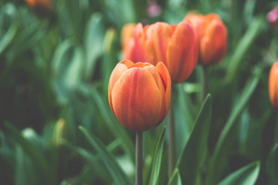 watch out how immigration agency brampton ts immigration consultant brampton is taking over and what to do about it