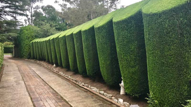 4 Tree Services You’ll Need For Garden Maintenance In Australia