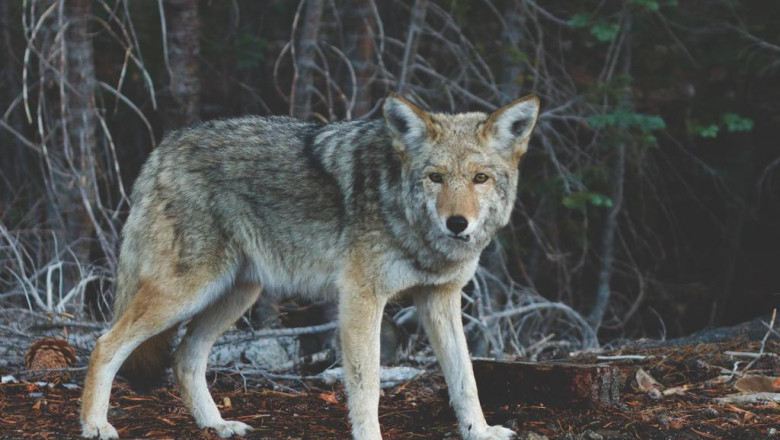 fascia the bodys remarkable functional glue youtube windows and doors