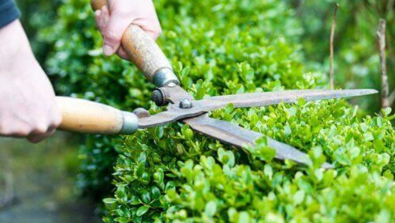 Safety Guidelines to Follow While Trimming Your Hedges