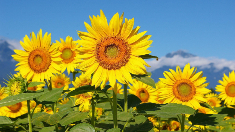 Sunflower Seeds Can Also Be Crushed Into Flour And Used In Baking