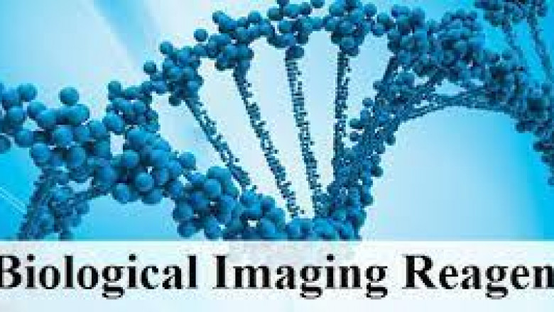 Global Biological Imaging Reagents Market 2022 - Top Key Players Analysis Report Till 2028