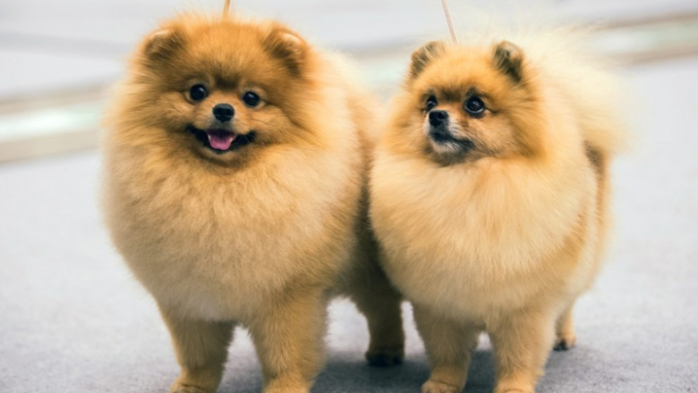 Reason Why Your Dog Stop Eating