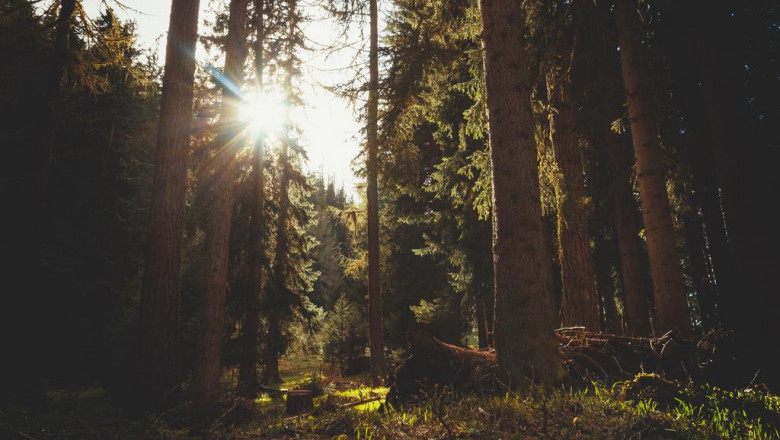 high 7 best international payroll services 2022 review