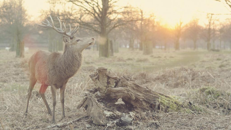 tandreglering med invisalign dental braces